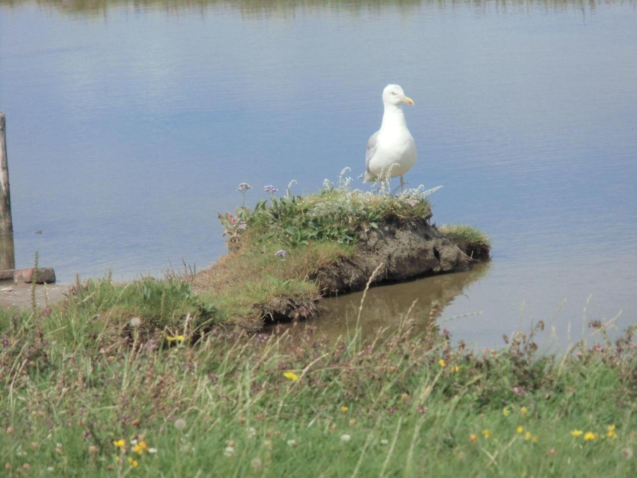 Haus-Halligblick-Ferienwohnung-Hamburger-Hallig Dagebüll Dış mekan fotoğraf